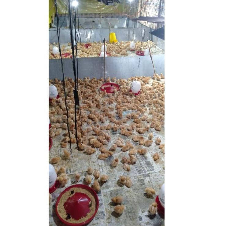 Hot Sale Desinfektan + Fungisida CapBADAK 1liter