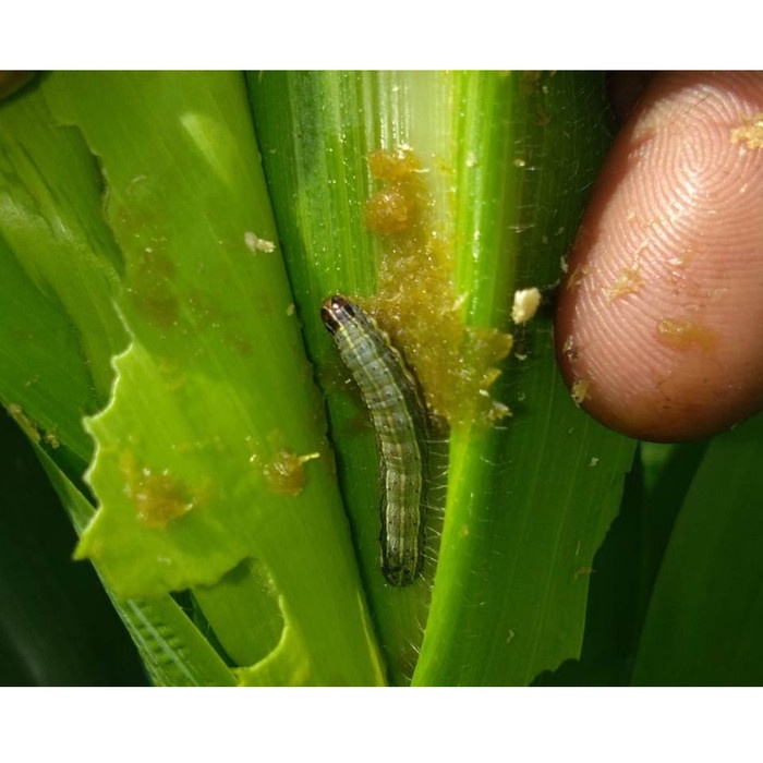 M4ntap Monster Max Pestisida Alami Pupuk Hama Tanaman Pupuk Hama Padi )i;