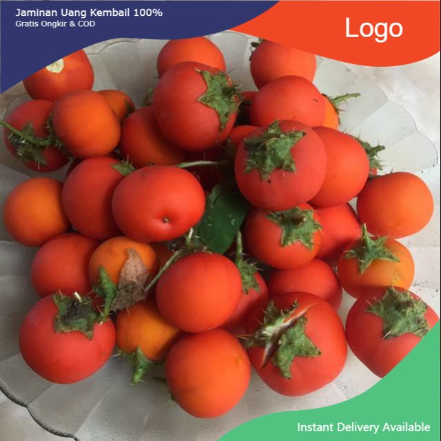 

Promo Buah terung pari segar 100gram terong duri siap ambil ke kebun