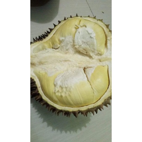 

Durian Utuh Montong Palu Parigi 4kg