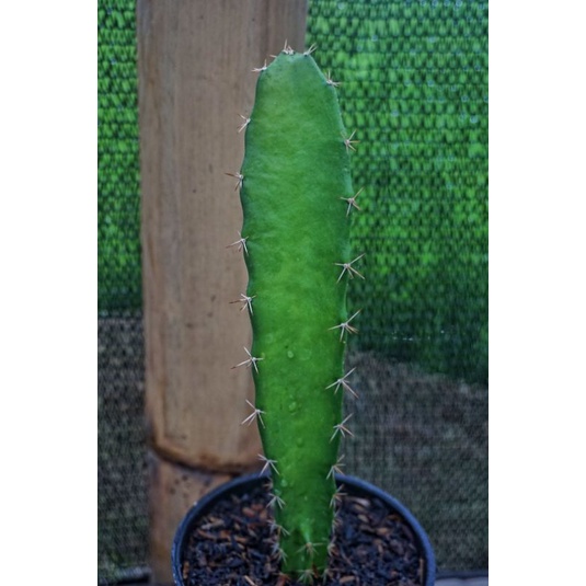 Kaktus Triangle rootstock