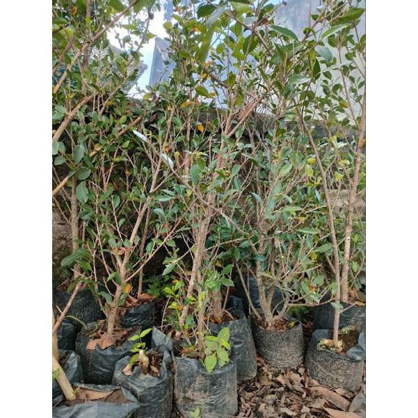 Bibit Bonsai Kimeng Bahan Bonsai Kimeng