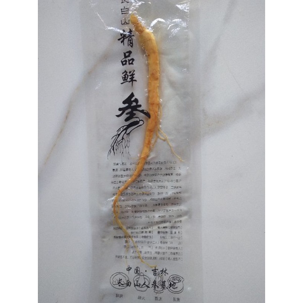 

Akar ginseng fresh root Vacuum 20gram/ Akar ginseng Segar 20gr
