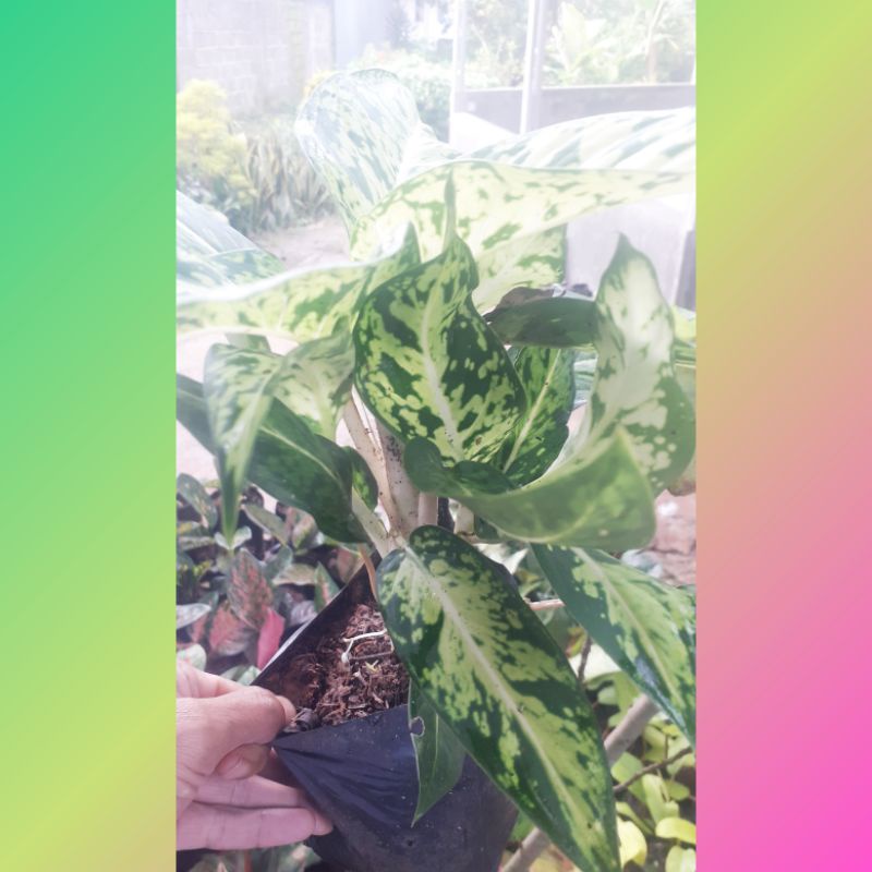 0Aglonema Blanceng Sparkle / Aglaonema Diven Sparkle / Srirejeki Blanceng