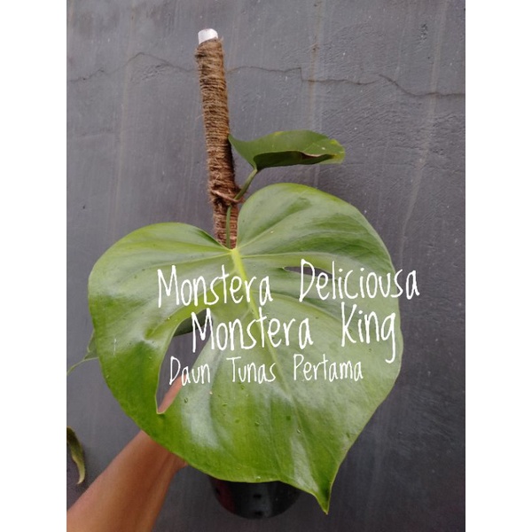 Monstera Deliciousa / Monstera King