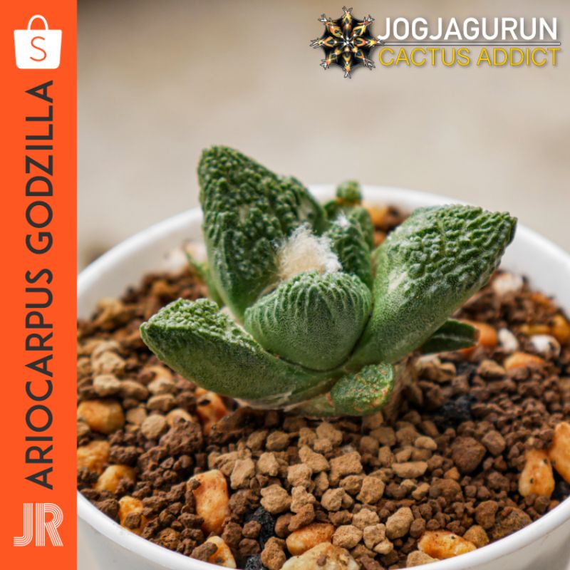 Kaktus Ariocarpus Godzilla