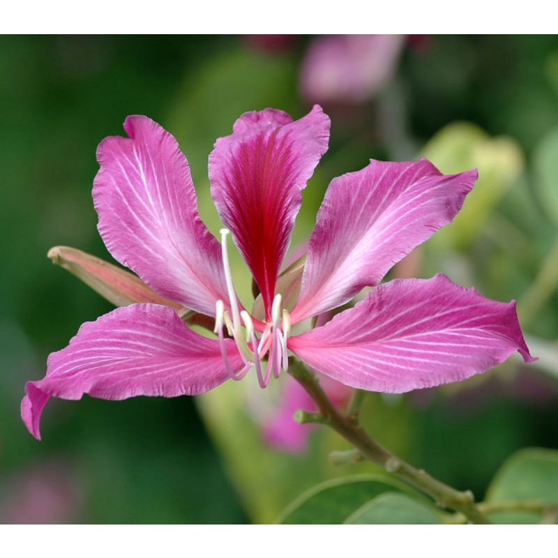 Bibit Bunga Bauhinia / Bunga Kupu Kupu Vegetasi Pakan Lebah