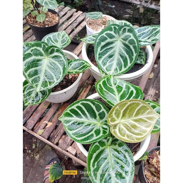 anthurium dorayaki original