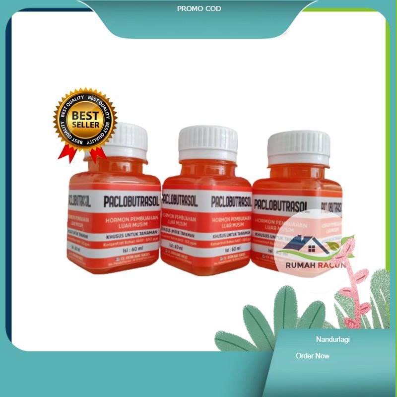 ZPT PACLOBUTRAZOL HORMON PEMBUAHAN DI LUAR MUSIM