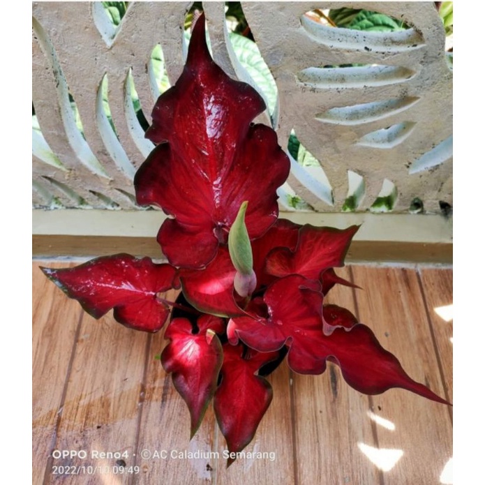 PROMO  Keladi Anggur Merah Anakan Termurah / Bibit Anakan Keladi Anggur Merah Super Murah