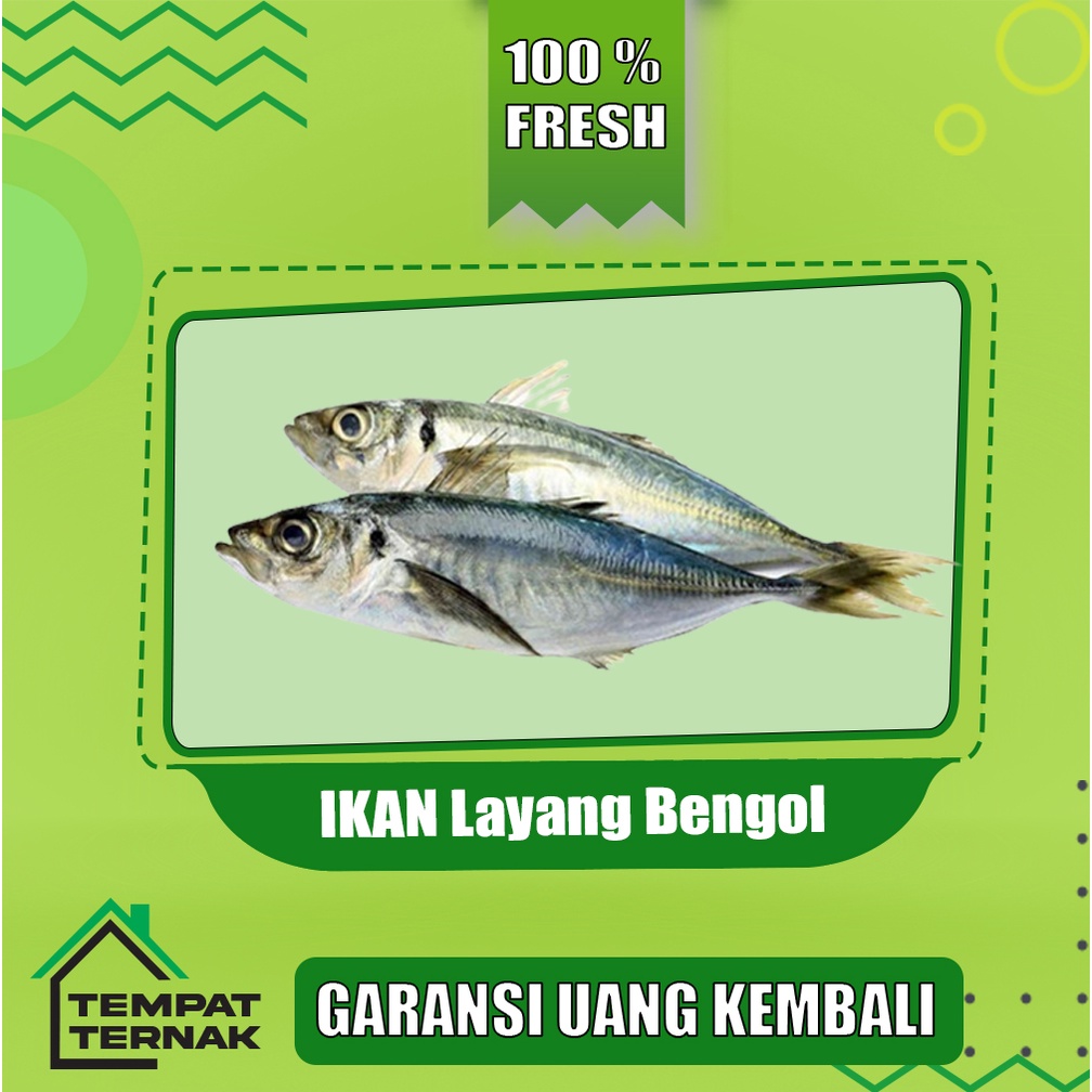 

Ikan Kembung Layang / Ikan Layang Bengol / Ikan Kembung Fresh Segar Bergansi