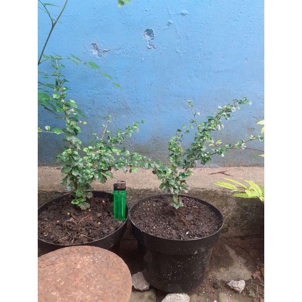 bibit hokiantea micro buah