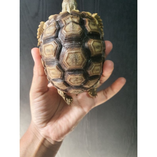 replika sulcata scute unik  8cm up