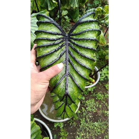 Colocasia Pharaoh Mask
