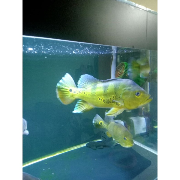real pic pibas mono (jantan)peacockbass monoculus 28 cm real pict