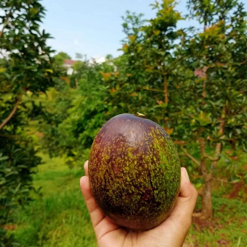 Tanaman Pohon Alpukat Cuba batang besar siap berbuah