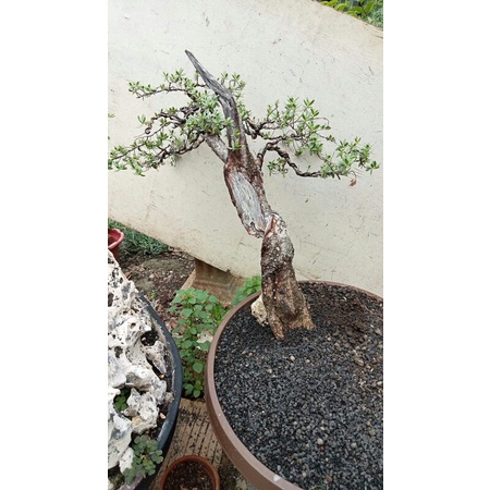 Bonsai Santigi Karang Sulawesi