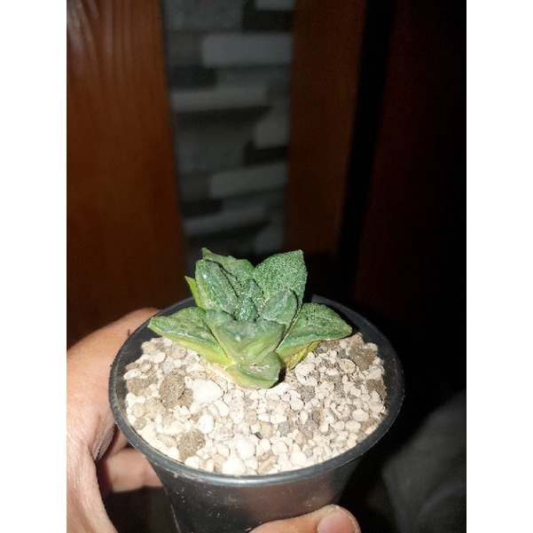 Ariocarpus Retusus x frumdo
