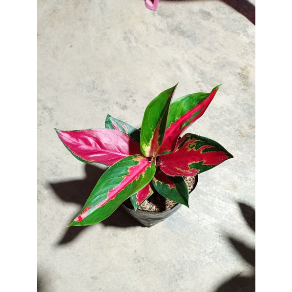 aglonema suksom batik