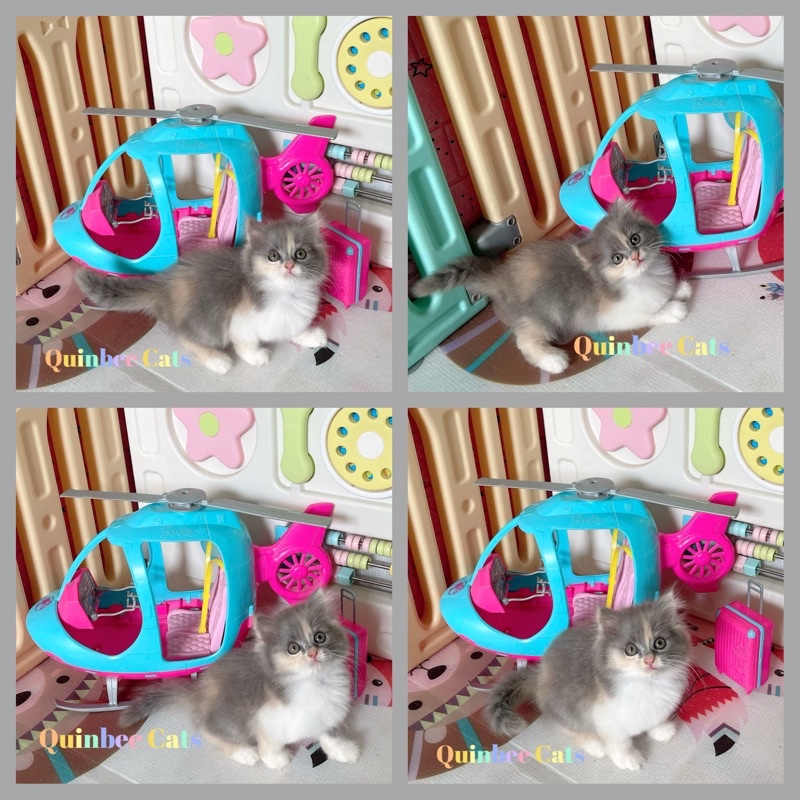 kucing Persia Flatnose dilute calico betina
