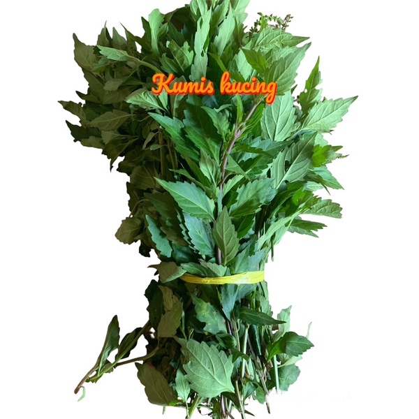 

kumis kucing segar petik langsung 250gr