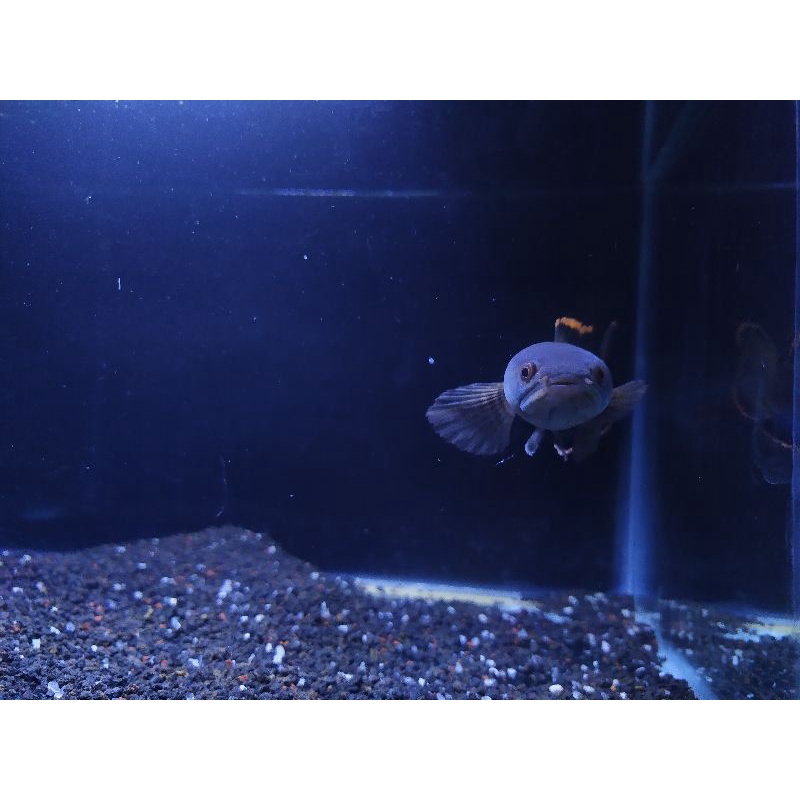 Kotes/Channa Limbata -+12cm