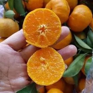 joss BIBIT POHON JERUK SANTANG MADU - BIBIT TANAMAN JERUK SANTANG MADU UNGGULAN