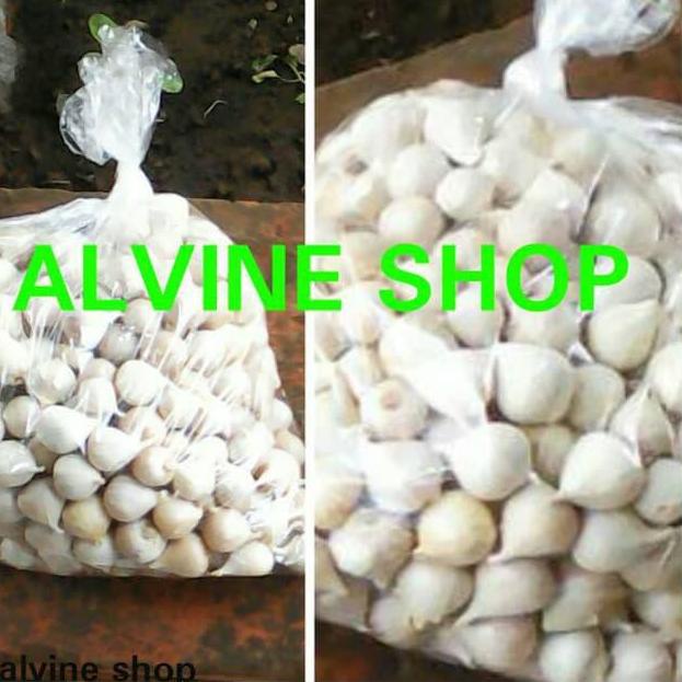 

10.10 Flash Sale ORIGINAL BAWANG PUTIH TUNGGAL/BAWANG LANANG ! 