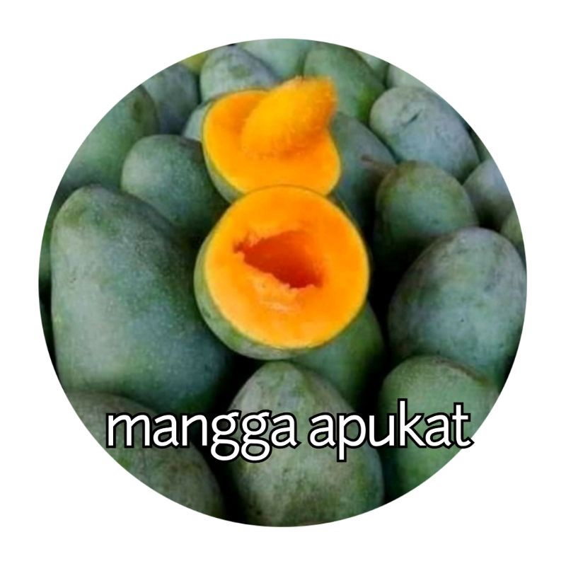 

mangga gadung/harumanis ready setengah matang Bu