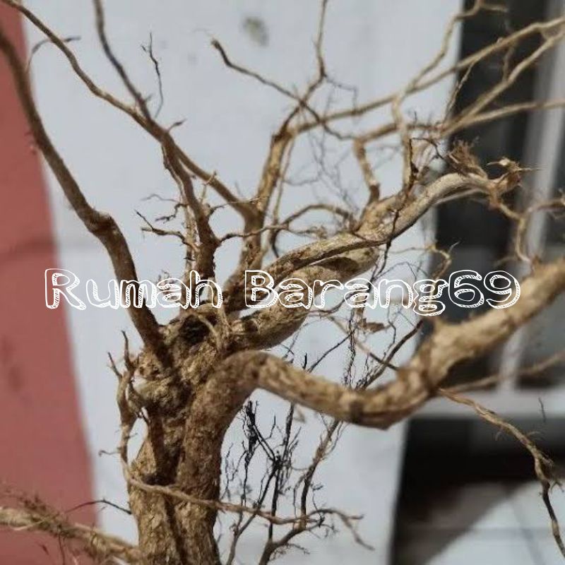 Akar Kayu Senggani Aquascape