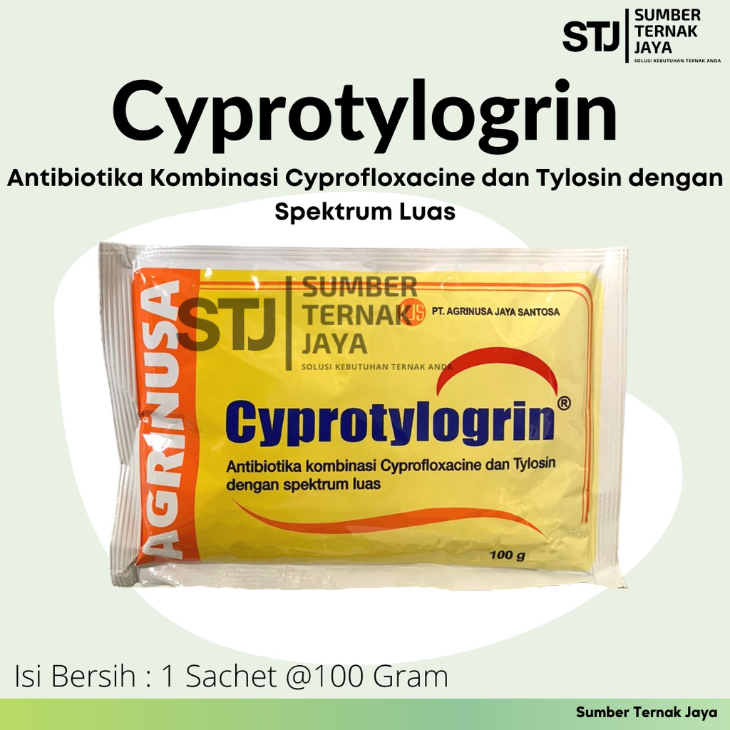 Zanjabil, Solusi Ampuh Cegah dan Atasi Colibacillosis Pada Unggas
