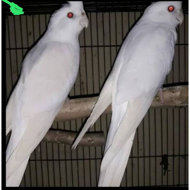 BURUNG FALK ALBINO MATA MERAH SEPASANG