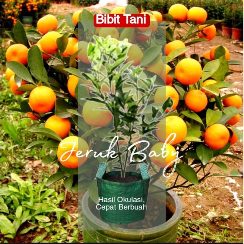 Bibit jeruk baby pacitan / jeruk baby java COD
