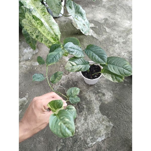 Raphidopora Puberula