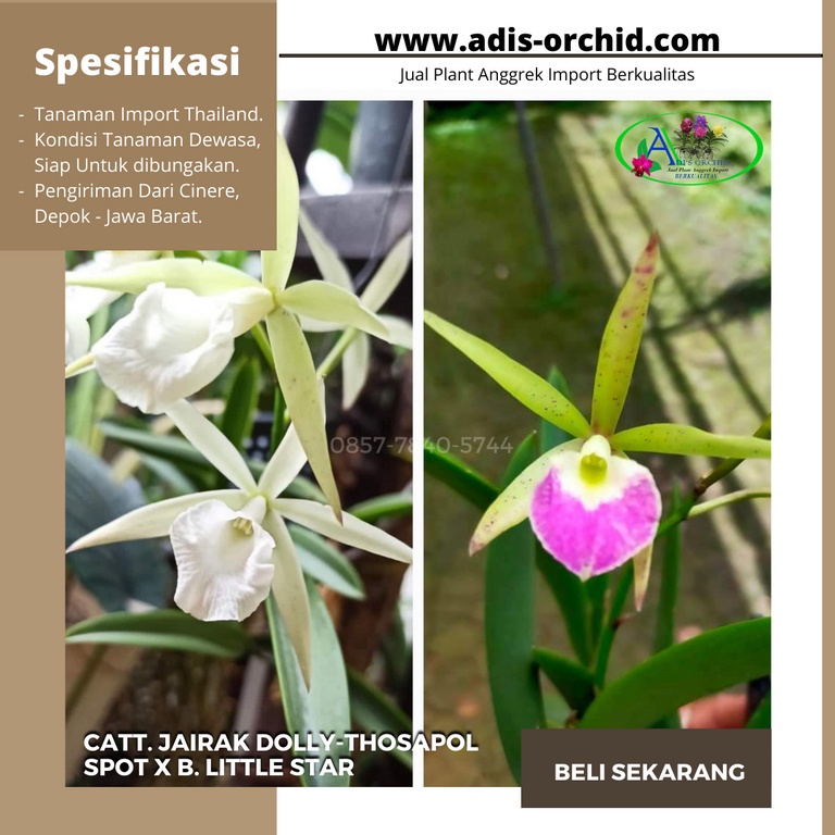 Anggrek Cattleya Jairak Dolly-Thosapol spot x B. Little Star