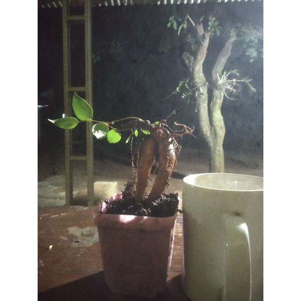 ficus caudex benjamina, ficus benjamina mlenuk