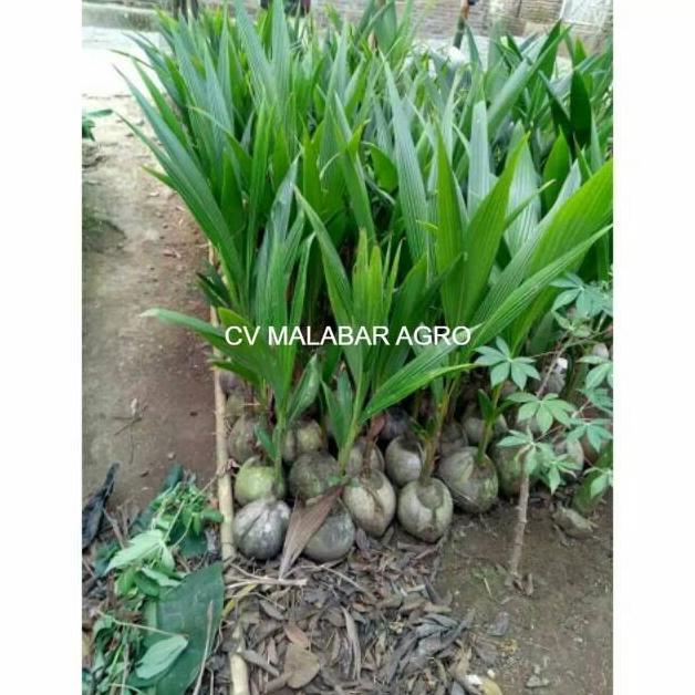 Bibit kelapa hijau hibrida unggul