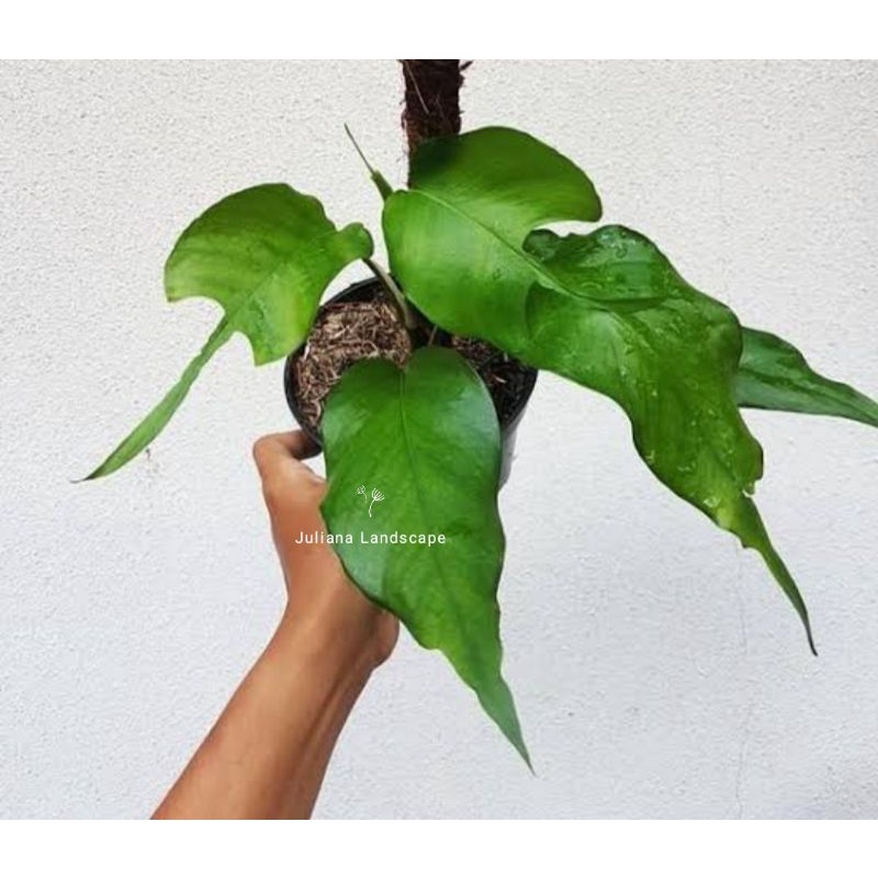 promo tanaman hias philodedron skeleton key