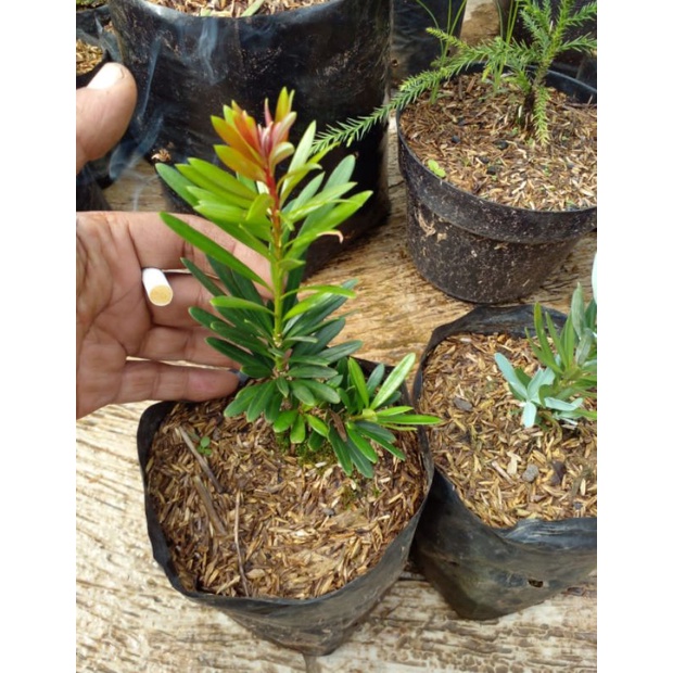 Lohansung Pucuk Merah ORI/ Lohansung Pupus Merah ORI