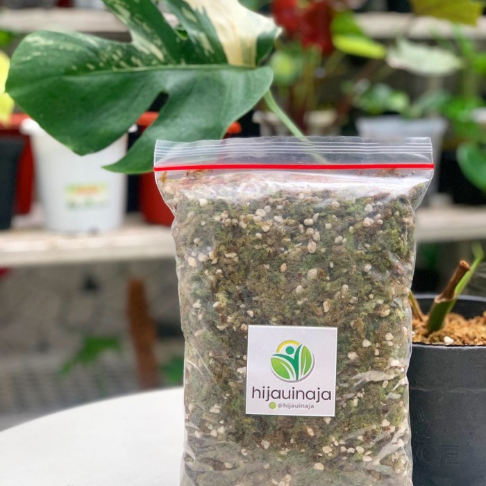 Media Tanam Media Tanam Lumut Campur Perlite