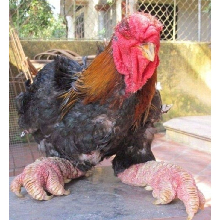 telur tetas ayam dong tao kaki gajah