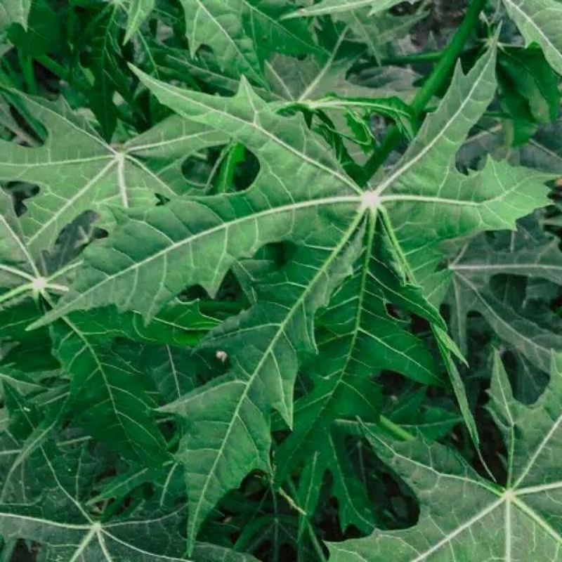 

DAUN PEPAYA GENDI / PEPAYA JEPANG FRES 250 GRAM