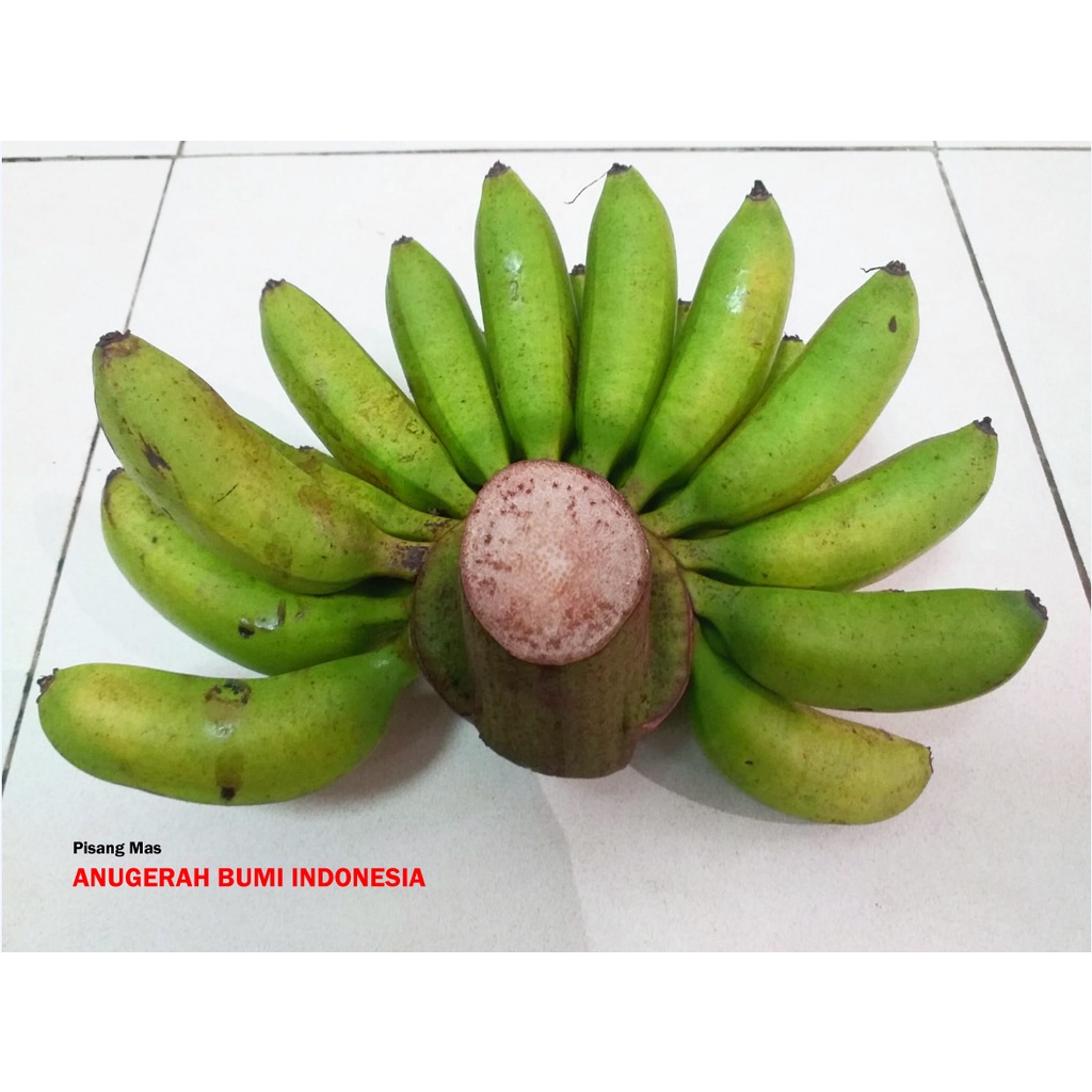 

Pisang Mas Per Sisir