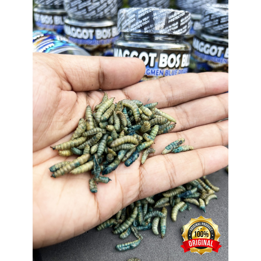 MAGGOT BLUE (BIRU) @BOS BOS QU GRADE A+ FREE STIKER 30 GRAM