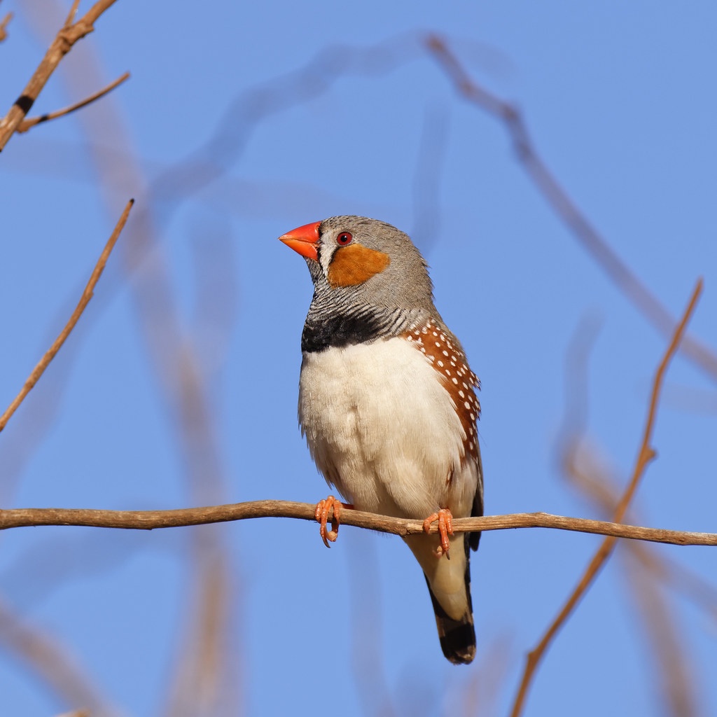 Burung Zebra Finch