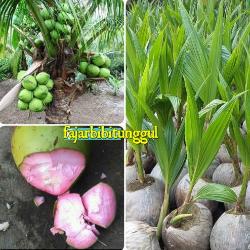 Bibit kelapa hijau wulung