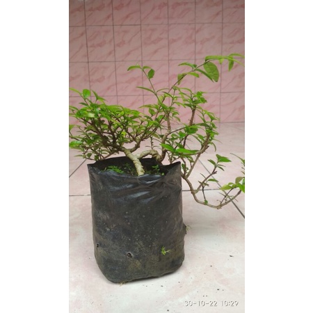 Bonsai Anting Putri dari biji