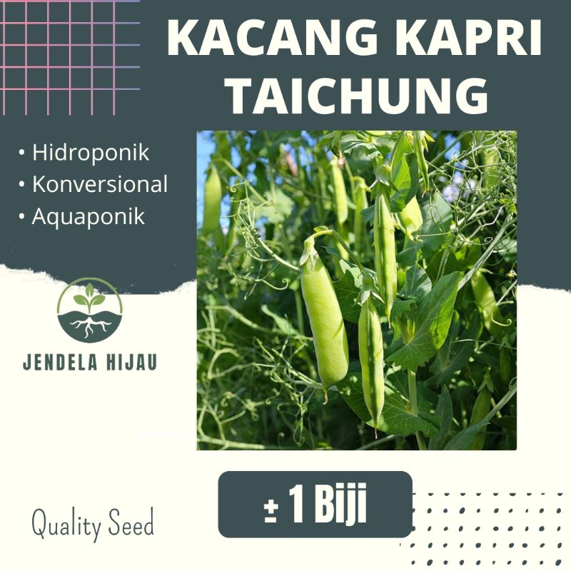 Benih Kacang Kapri Taichung Known-You Seed - Bibit Tanaman Sayuran Repack.