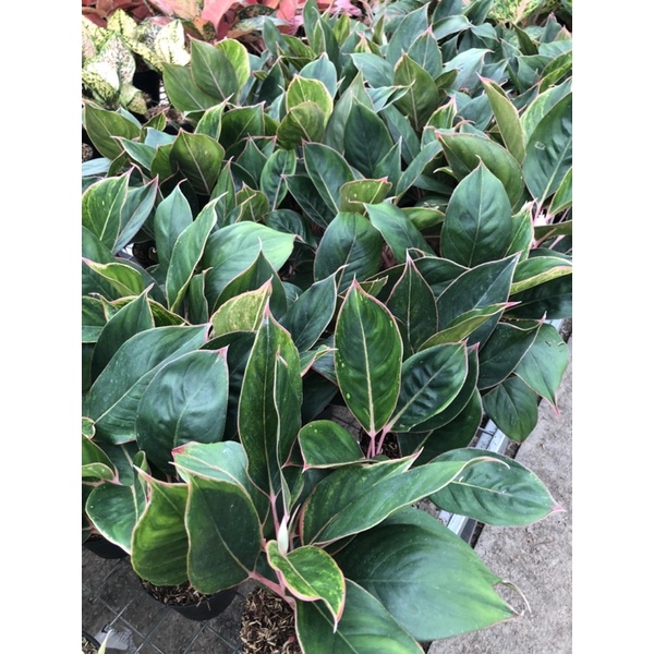Aglaonema Flamingo Jumbo