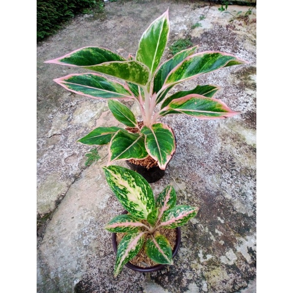 aglonema lipstik puding dan grass pink